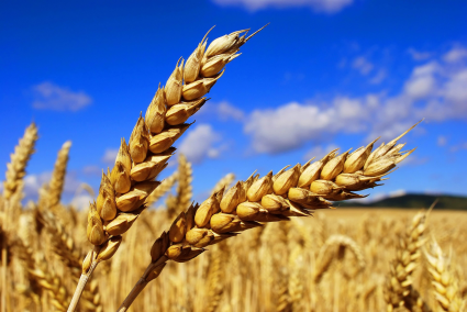 Производство зерна переходит на рыночные механизмы