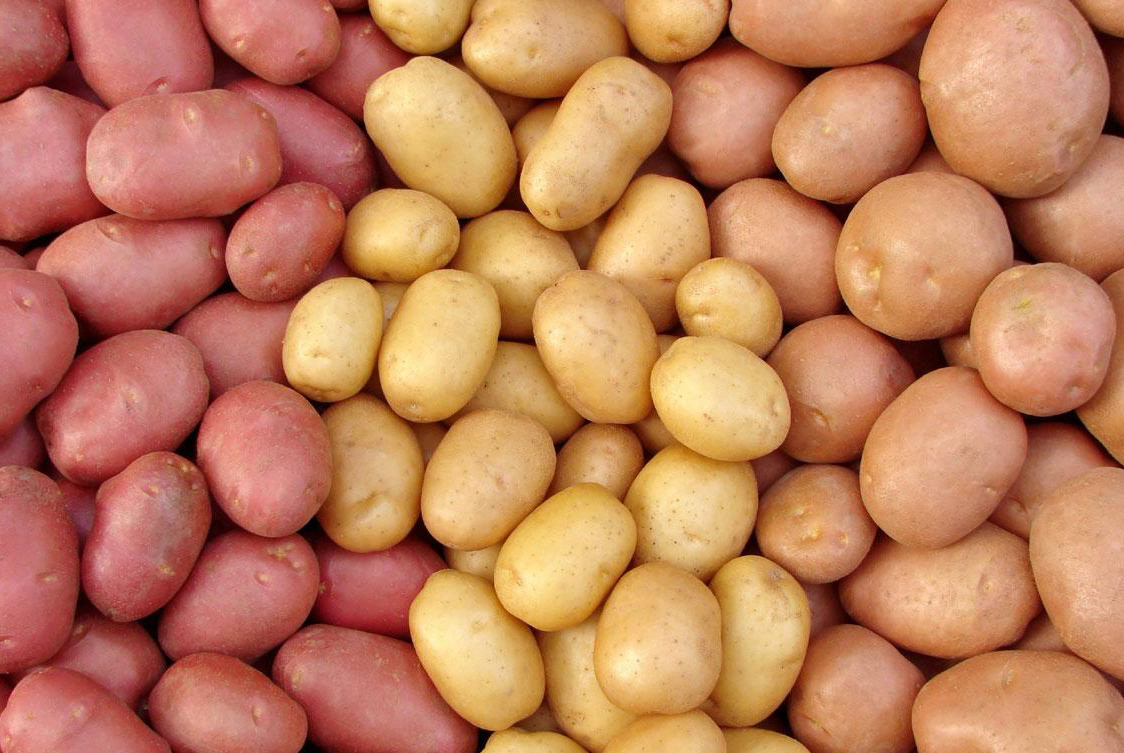Увеличится производство картофеля высокой репродукции Увеличится производство картофеля высокой репродукции