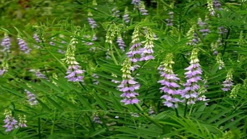 Qizilmiya plantatsiyasini tashkil etdingizmi – imtiyozlardan foydalaning