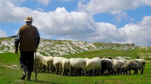 Qorakoʻlchilikni rivojlantirish boʻyicha qoʻshimcha chora-tadbirlar qabul qilinadi