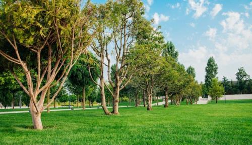 “Yashil” va “Yashil jamoat parklari” qanday tashkil etiladi